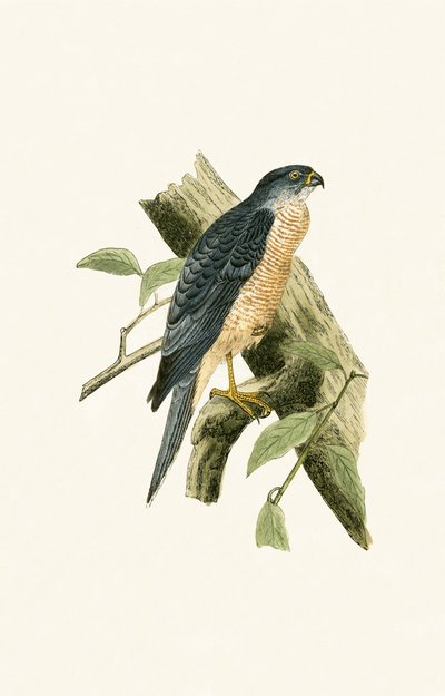Accipiter Sphenurus, illustrazione da 