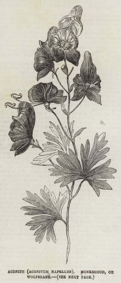 Aconito (Aconitum Napellus), Cappuccio del Monaco, o Aconito da English School