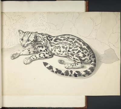 Add MS 11807 f.9 Gatto Tigre, da 