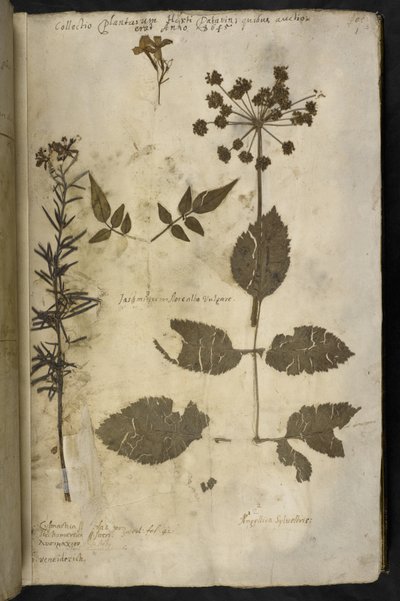 Specimen di pianta essiccata con spiegazione, da 