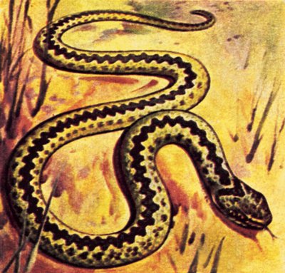 Vipera da English School
