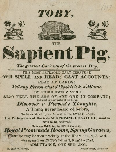 Pubblicità per Toby il Maiale Sapiente, la più grande curiosità del giorno da English School