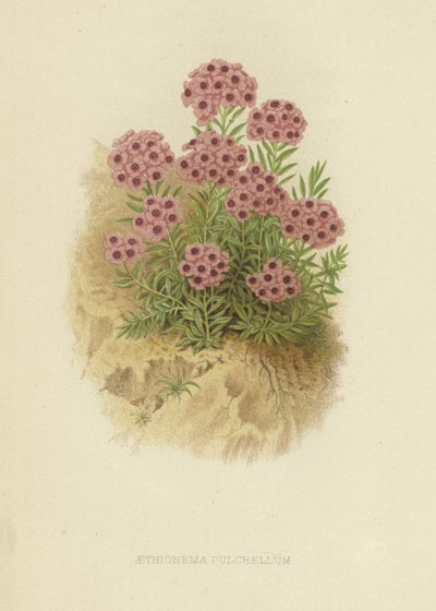 Aethionema pulchellum da English School