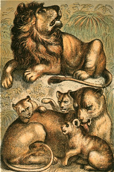 Leone africano, leonessa e cuccioli da English School