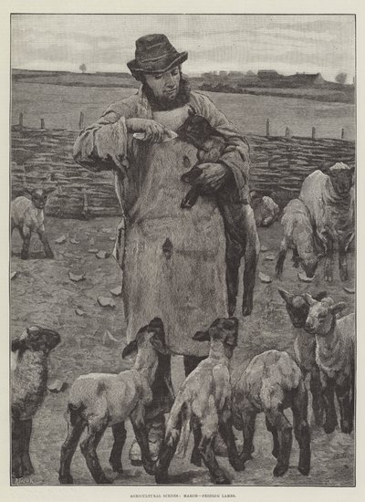 Scene agricole, marzo, alimentazione degli agnelli da English School