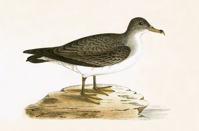 Berta maggiore algerina, illustrazione da 