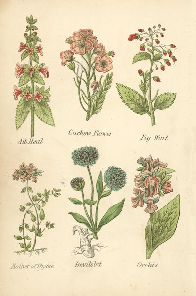 Tutto guarisce, fiore di cuculo, scrofularia, timo serpillo, morso del diavolo, orchidea da English School
