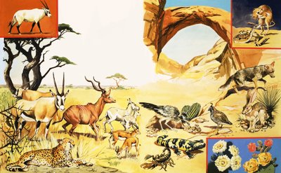 Tutti i tipi di creature del deserto da English School