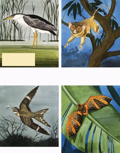 Tutti i tipi di creature notturne da English School