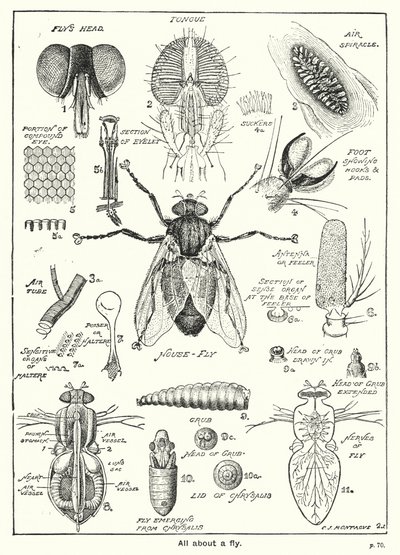 Tutto su una Mosca (incisione) da English School