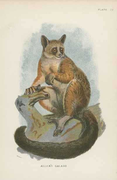 Galago di Allen da English School