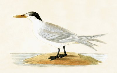 Sterna alleata, illustrazione da 