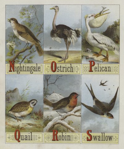Alfabeto degli uccelli da English School