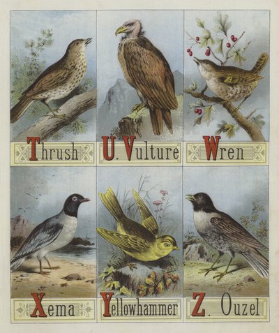 Alfabeto degli uccelli da English School