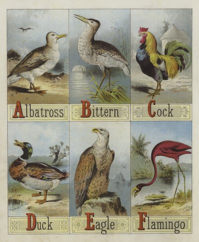 Alfabeto degli uccelli da English School