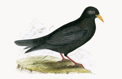 Gracchio alpino, illustrazione da 