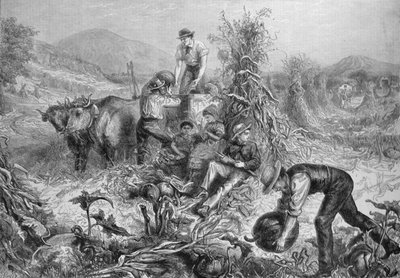 Agricoltura americana: raccolta di zucche e sgranatura del mais, da 