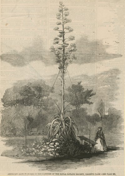 Aloe americana in fiore da English School