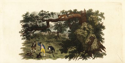 Coloni americani che lanciano bastoni a scoiattoli grigi sugli alberi da English School