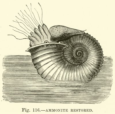Ammonite restaurato da English School