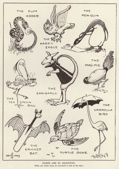 Animali divertenti da English School