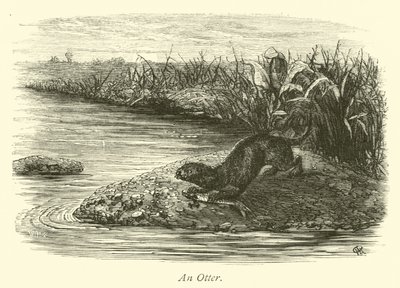 Una lontra da English School