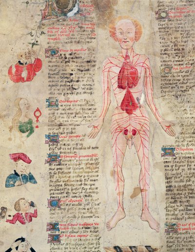 Diagramma anatomico, da De arte phisicali e de cirugia di John Arderne, 1412 da English School