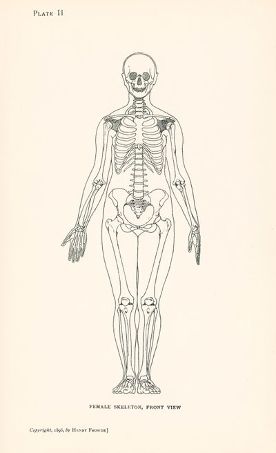 Anatomia: Scheletro femminile, vista frontale (litografia) da English School