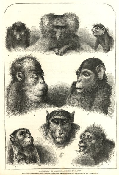 Ancestry secondo Darwin da English School
