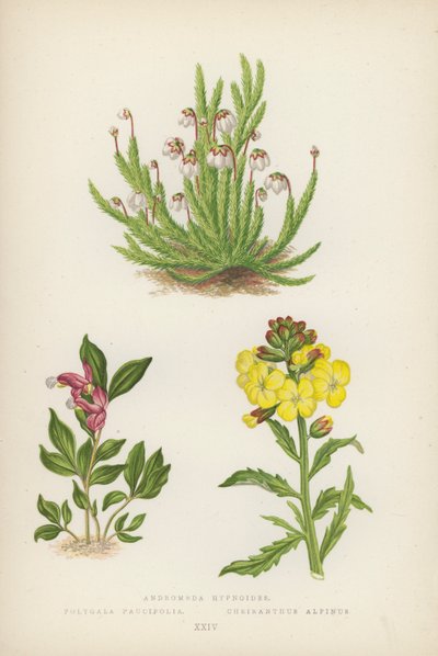 Andromeda Hypnoides; Polygala Paucifolia; Cheiranthus Alpinus (litografia a colori) da English School