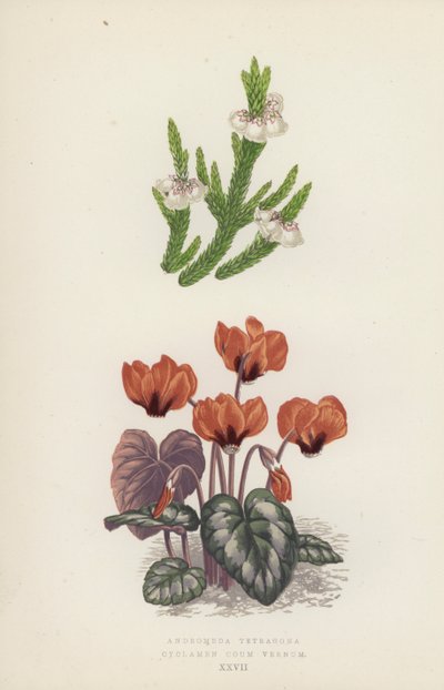 Andromeda Tetragona; Cyclamen Coum Vernum (litografia a colori) da English School