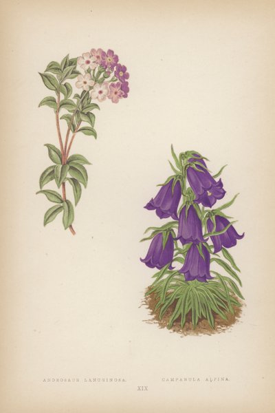 Androsace Lanuginosa; Campanula Alpina da English School