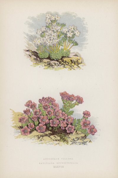 Androsace Villosa; Saxifraga Oppositifolia (litografia a colori) da English School
