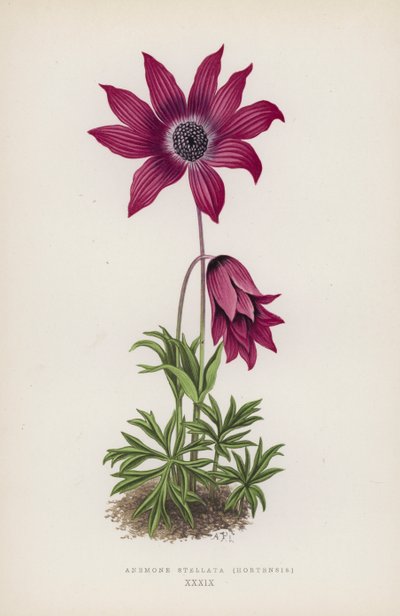 Anemone Stellata, Hortensis (litografia a colori) da English School