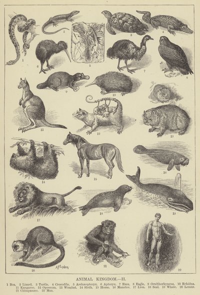 Regno animale (incisione) da English School