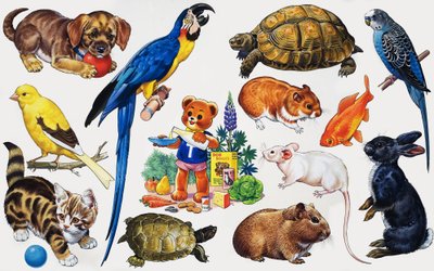 Montaggio di Animali da English School