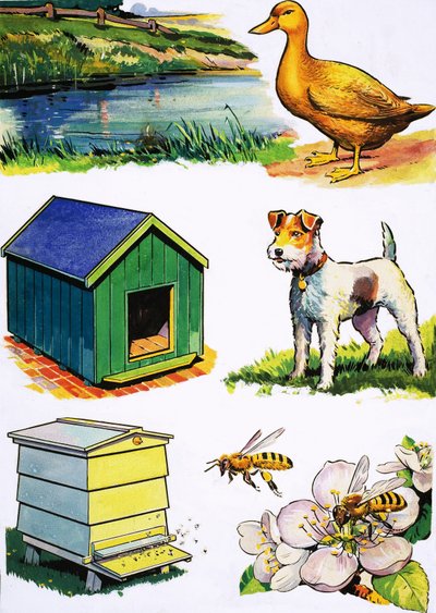 Animali e le loro case da English School