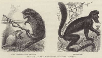 Animali nei Giardini della Società Zoologica da English School