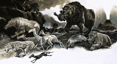 Animali dell