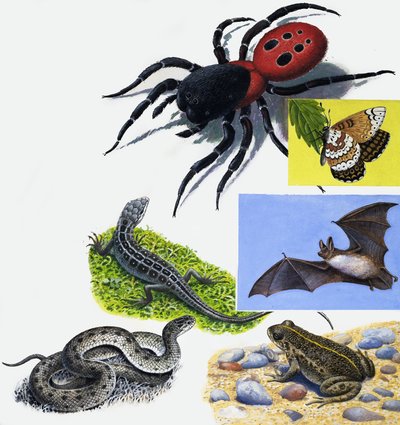 Montaggio di animali da English School
