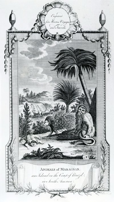 Animali di Maragnan, illustrazione tratta dai Viaggi e Viaggi di Moore, 1778 da English School