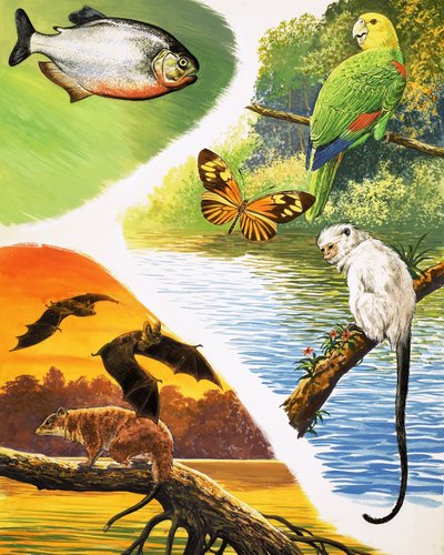 Animali che potresti trovare in Brasile da English School