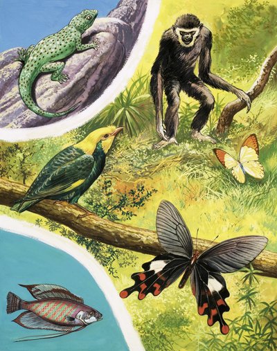 Animali che potresti trovare in Birmania da English School