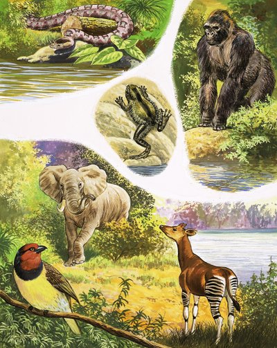 Animali che potresti trovare nel Congo da English School