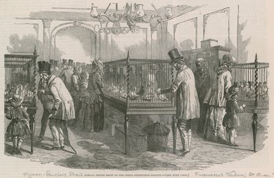 Mostra annuale di piccioni della Società Philio-Peristeron da English School