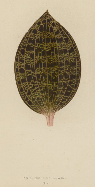 Anoectochilus Lowii da English School