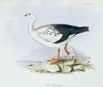 Anser Melanopterus, da La Zoologia del Viaggio dell