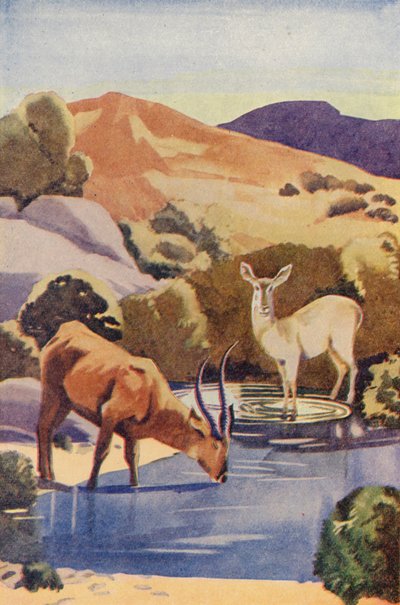 Antilopi al pozzo d