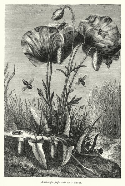 Anthocopa papaveris e nidi (incisione) da English School