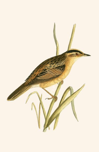 Cannaiola acquatica, illustrazione da 